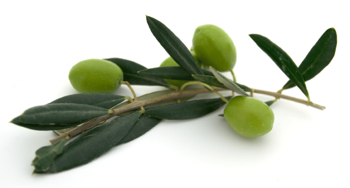 Olive Leaf Extract is very reputable for its broad-spectrum anti-microbial benefits